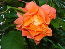 "Westerland" U 24052010