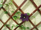 Clematita