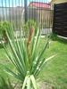 Yucca