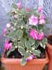 IMPATIENS