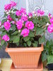 IMPATIENS