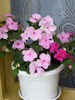 IMPATIENS