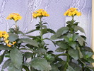 KALANCHOE