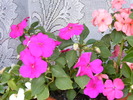 IMPATIENS