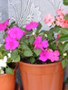 IMPATIENS
