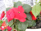 IMPATIENS
