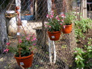 FUCSHIA