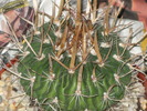 Echinofossulucactus fasciculatus