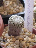 Turbinicarpus pseudopectinatus