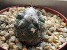 Turbinicarpus lophophoroides