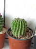 Echinopsis subdenudata