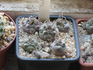 Turbinicarpus polaskii