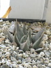 Ariocarpus trigonus