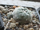 Lophophora jourdaniana