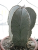 Astrophytum myriostigma columnare