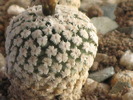 Turbinicarpus valdezianus