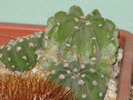 Echinopsis subdenudata