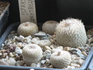Epithelantha greggii