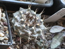 Turbinicarpus swobodae
