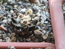 Ariocarpus scapharostrus