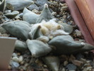 ariocarpus retusus