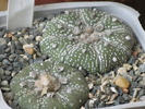 Astrophytum asterias "SUPERKABUTO"
