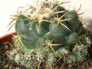 Coryphantha elephantidens