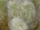 Cephalocereus senilis fma cristata