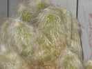 Cephalocereus senilis fma cristata