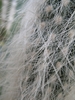 Cephalocereus senilis