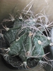 Astrophytum capricorne