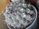 Gymnocalycium saglionis