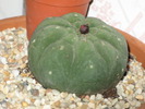 Matucana madisonorum