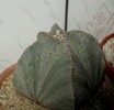 Astrophytum miriostigma