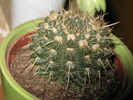 Notocactus mammulosus