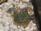 Ariocarpus kotschoubeyanus