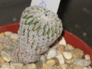 Turbinicarpus pseudopectinatus