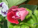 SDC12988