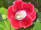 rosie-de la elipopa