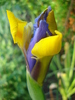 Iris Oriental Beauty (2010, May 24)