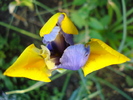 Iris Oriental Beauty (2010, May 24)