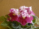 crimson ice ( supermarket)