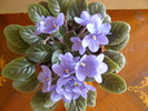 violeta mov deschis