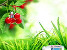 actimel-800x600