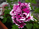 DSC02926