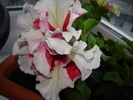 DSC02929