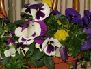 DSC02939