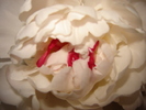 DSC02941