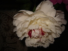 DSC02949