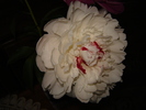 DSC02948